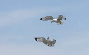 Black-legged Kittiwake