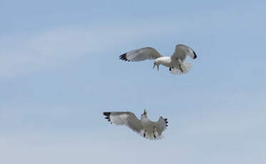 Mouette tridactyle