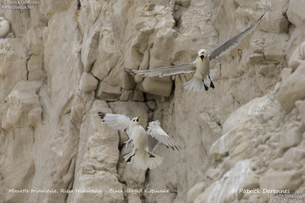 Black-legged Kittiwake, identification, habitat, Flight, colonial reprod.