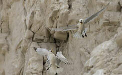 Mouette tridactyle