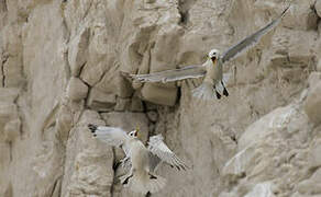 Black-legged Kittiwake