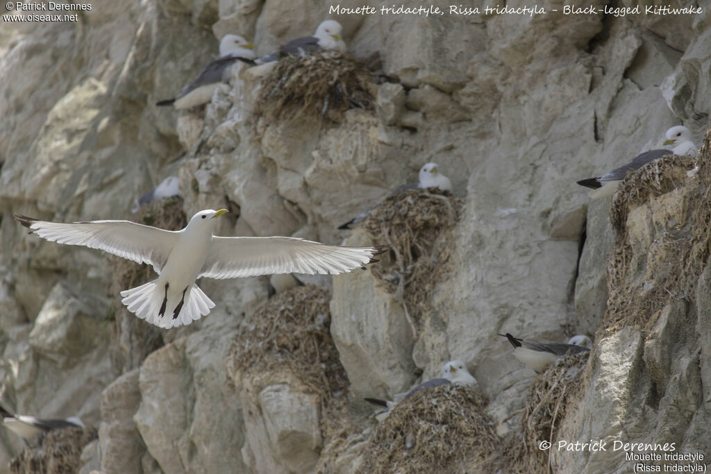 Black-legged Kittiwake, identification, habitat, Flight, colonial reprod.