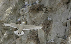 Mouette tridactyle