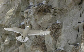 Black-legged Kittiwake