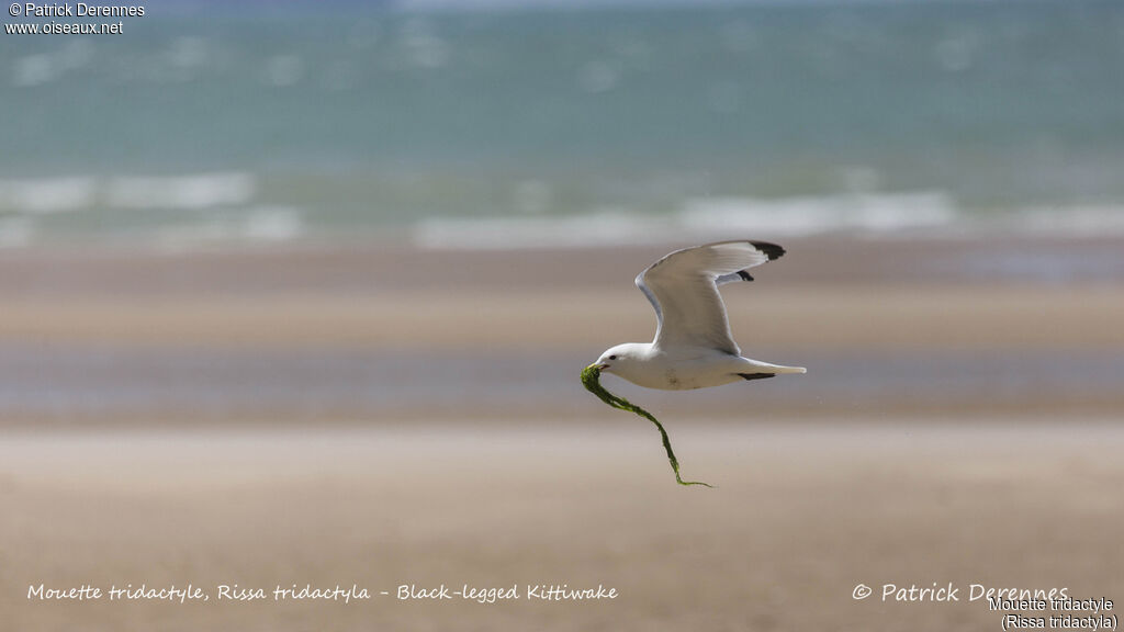 Mouette tridactyle, identification, habitat, Vol, Nidification