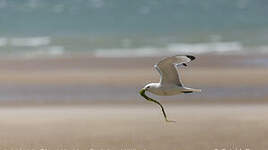 Mouette tridactyle