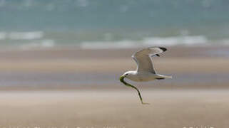 Black-legged Kittiwake