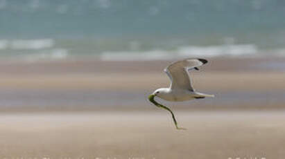 Mouette tridactyle