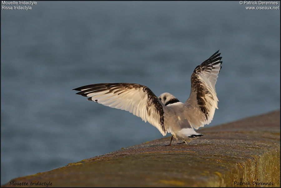 Mouette tridactyle1ère année, Vol