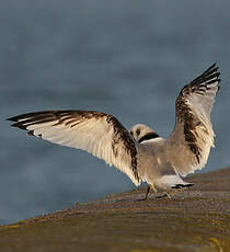 Mouette tridactyle