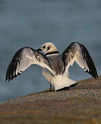 Black-legged Kittiwake