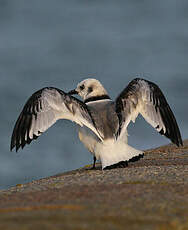 Mouette tridactyle