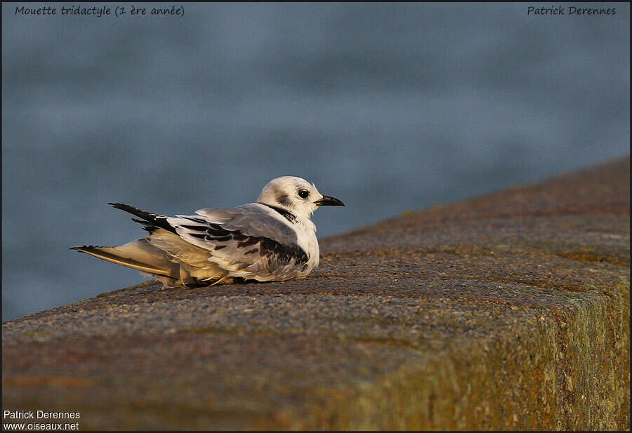 Black-legged KittiwakeFirst year