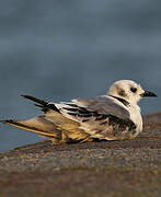 Black-legged Kittiwake