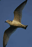 Black-legged Kittiwake