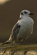 Black-legged Kittiwake