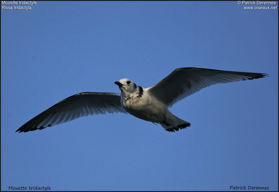 Black-legged KittiwakeFirst year, Flight