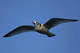 Black-legged Kittiwake