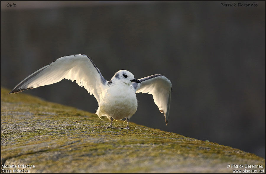 Black-legged KittiwakeFirst year, Flight