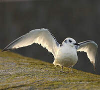 Black-legged Kittiwake