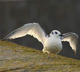 Mouette tridactyle