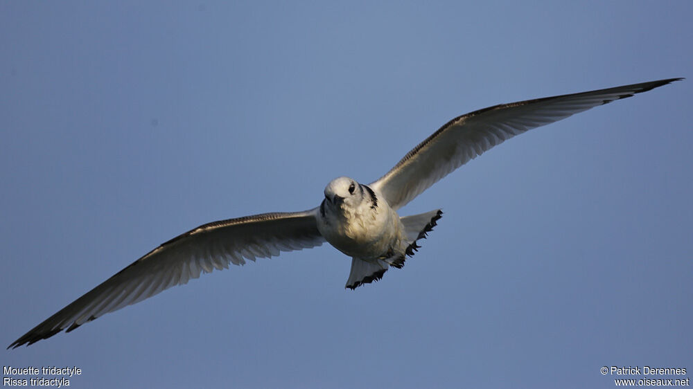 Mouette tridactyle1ère année, Vol