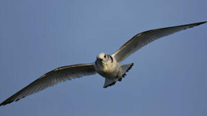 Mouette tridactyle