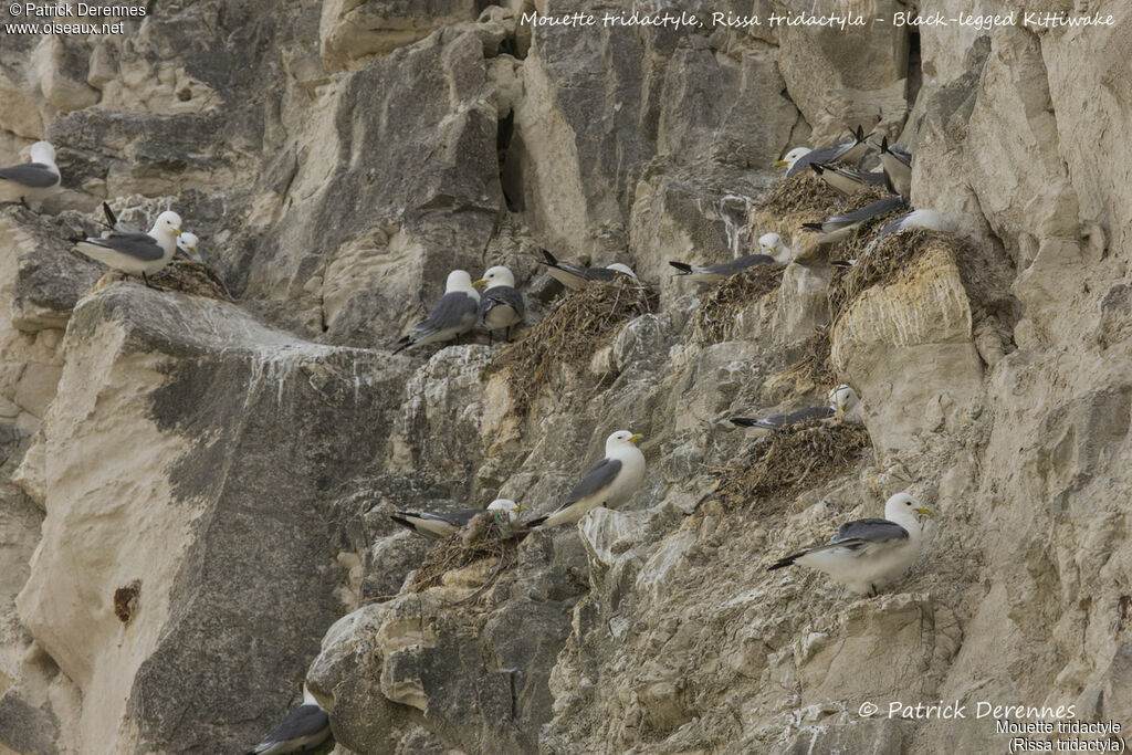 Black-legged Kittiwake, habitat, Reproduction-nesting