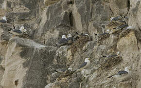 Black-legged Kittiwake