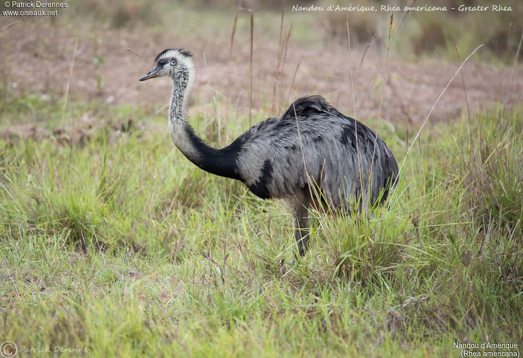 Nandou d'Amérique, identification, habitat