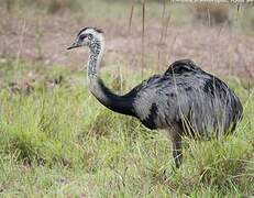 Greater Rhea