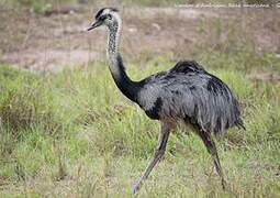 Greater Rhea