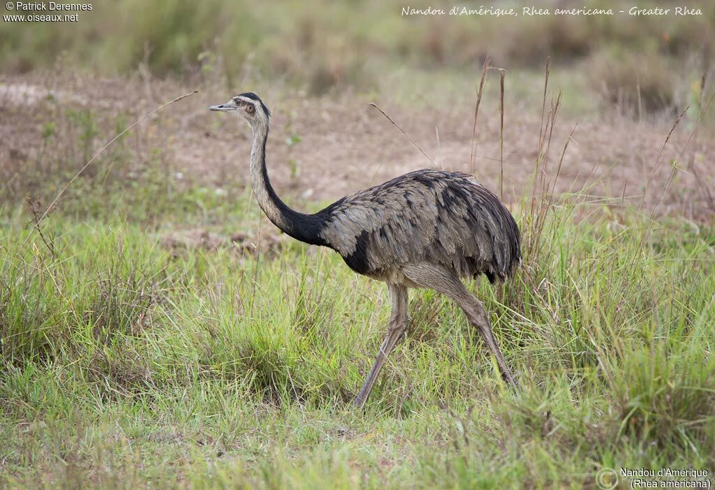 Nandou d'Amérique, identification, habitat