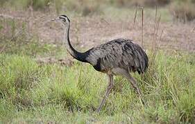 Greater Rhea