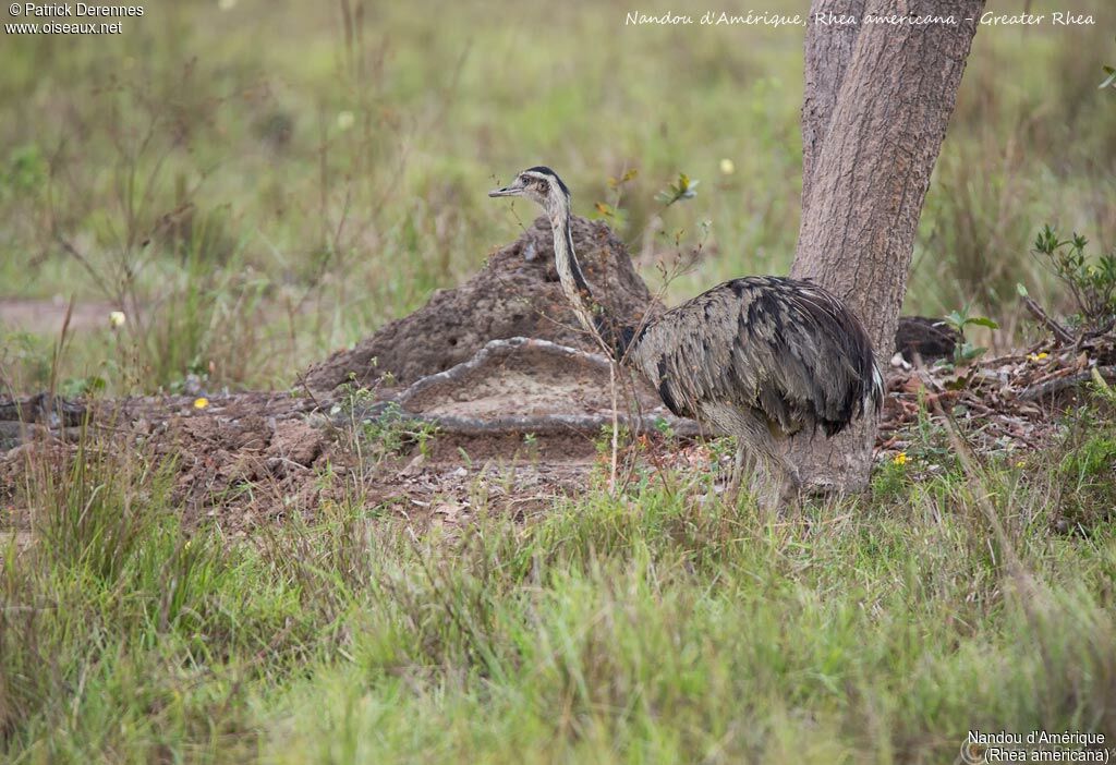 Nandou d'Amérique, identification, habitat