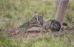 Greater Rhea