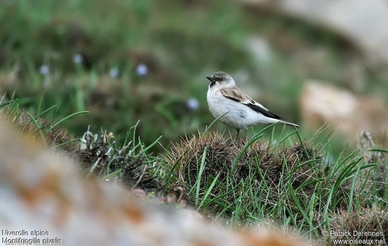 Niverolle alpineadulte nuptial