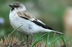 White-winged Snowfinch