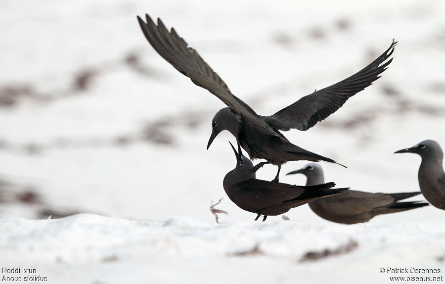 Brown Noddyadult breeding, identification, Behaviour