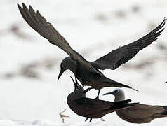 Brown Noddy