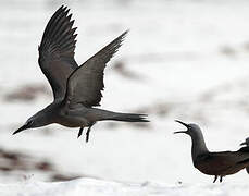 Brown Noddy