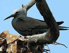 Brown Noddy