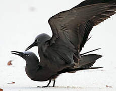 Brown Noddy