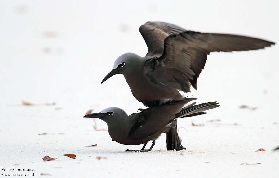 Brown Noddyadult breeding, mating., Behaviour