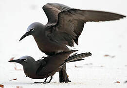 Brown Noddy