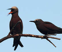 Brown Noddy