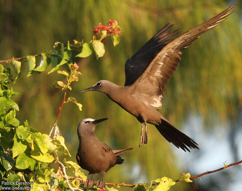 Brown Noddyadult breeding, Flight, Reproduction-nesting, Behaviour