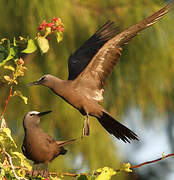 Brown Noddy