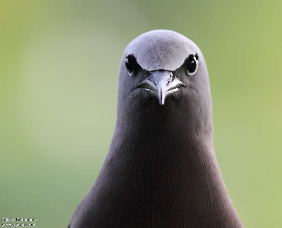 Brown Noddyadult breeding, close-up portrait