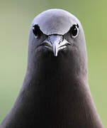 Brown Noddy